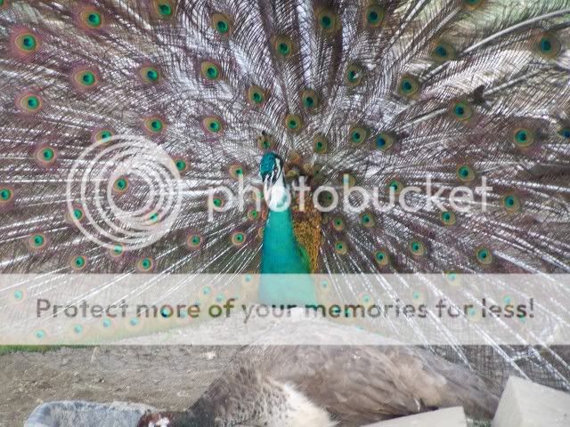 peafowl021.jpg