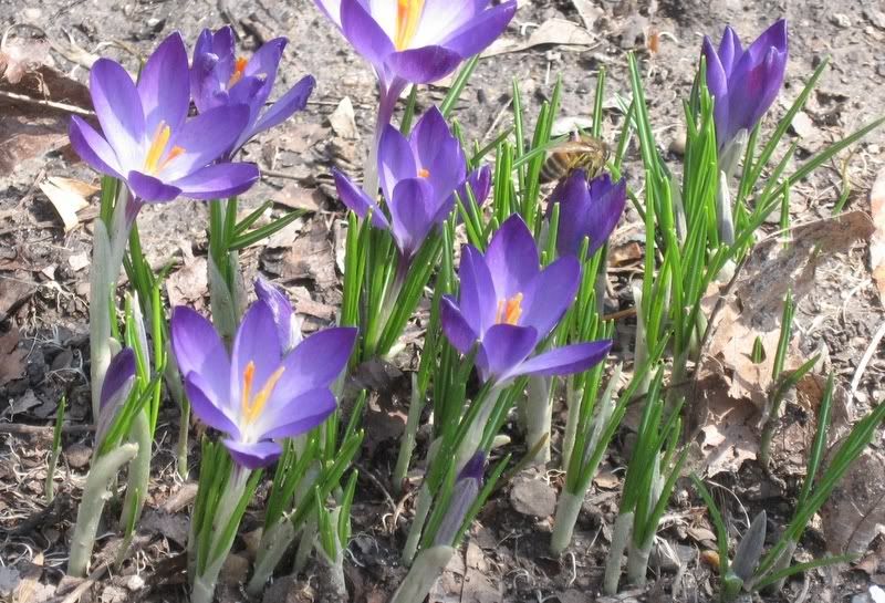 032108Spring.jpg