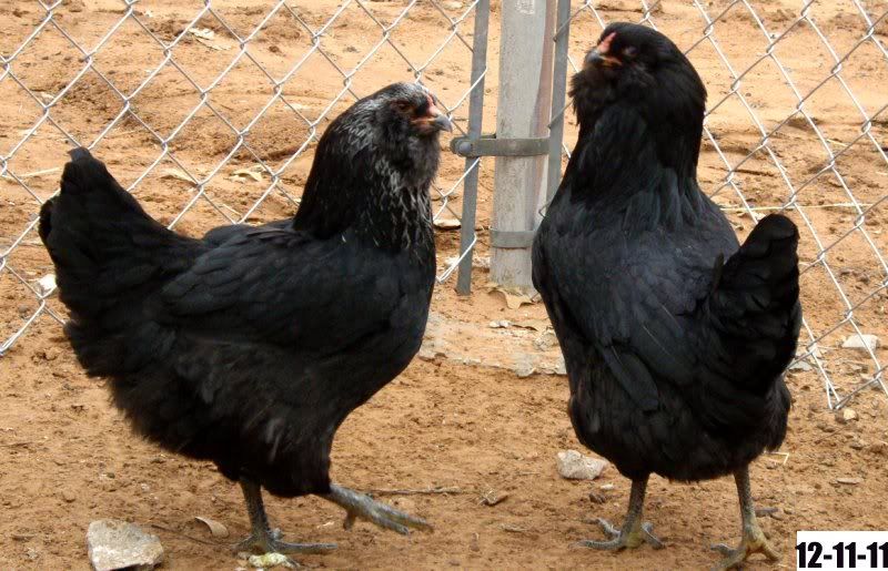 2blacks.jpg