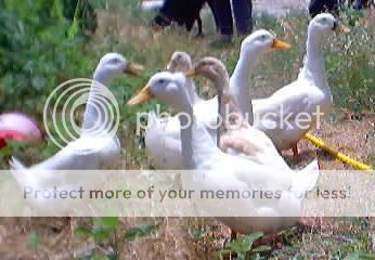 Spring08128-1.jpg