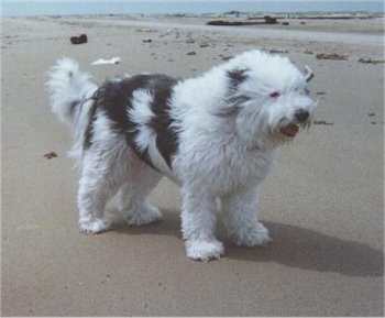 BeardedCollieshaggy.JPG
