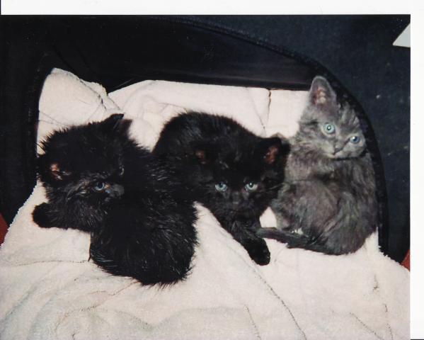 200x200px-ZC-4af064d1_15498_kitten.jpeg
