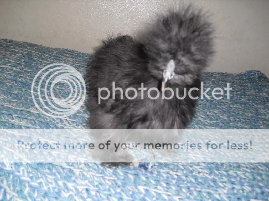 CIMG0789.jpg