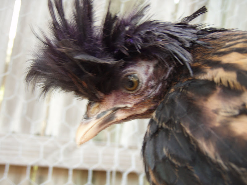 Chickens%20066.JPG