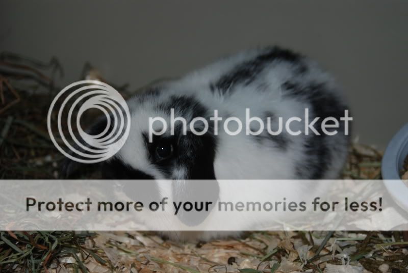 bunny2005.jpg