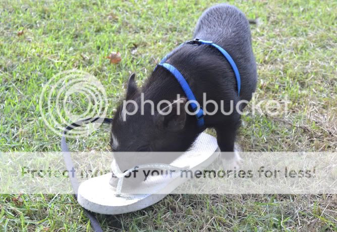 Lunaandmyshoe.jpg