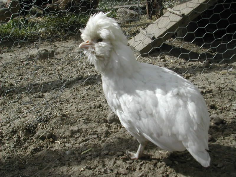 WhiteHoudanBantam7.jpg