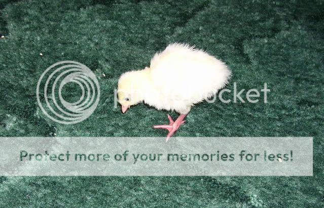 100_2856.jpg