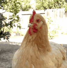 Funny Chicken GIFs | Tenor