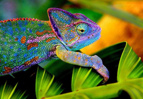 chameleon-1-mirror.jpg