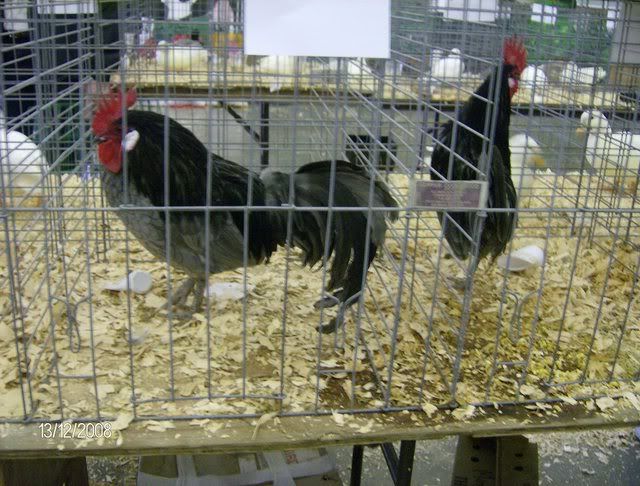 StocktonShow1-12-08045.jpg