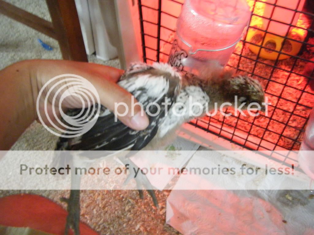 DSCF4757.jpg