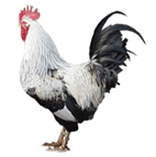 Duckwing%20Welsummer%20Header.gif
