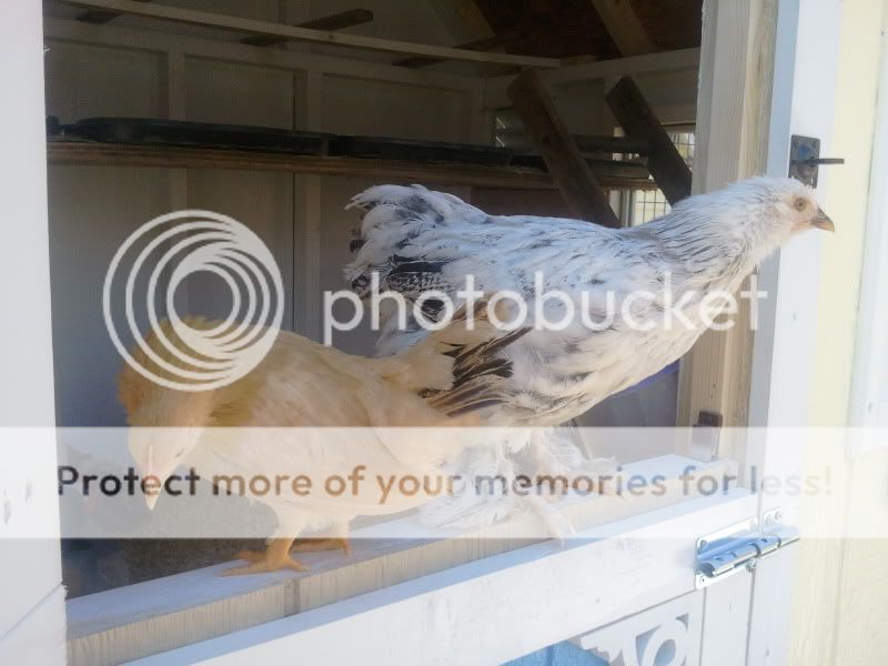 2011-03-13123946.jpg