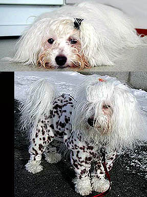 coton4.jpg