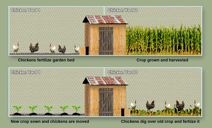 run and coop rotation | BackYard Chickens