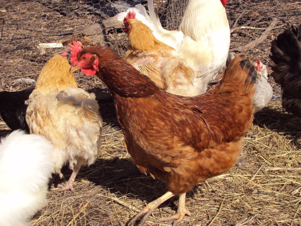 ChickPicks484.jpg