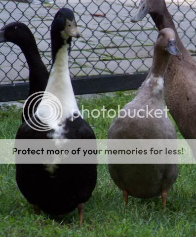 mixedduckpair.jpg