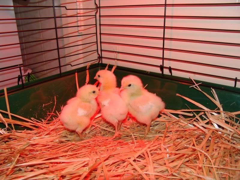 chickins28july2007.jpg