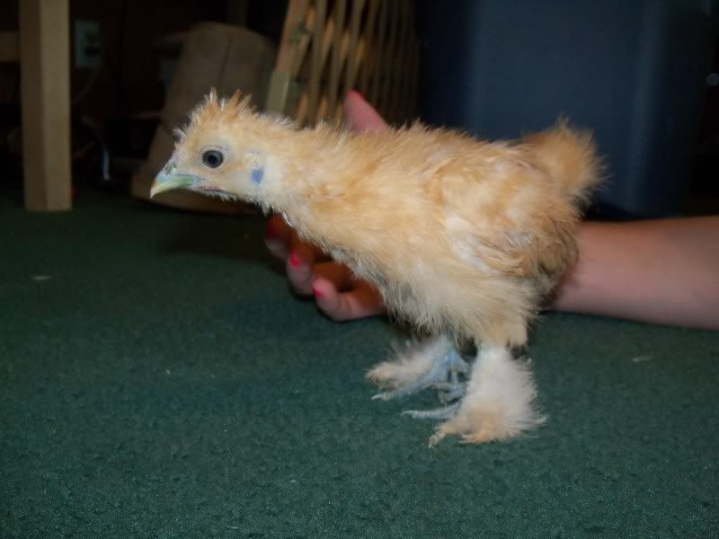 5weekchick038.jpg