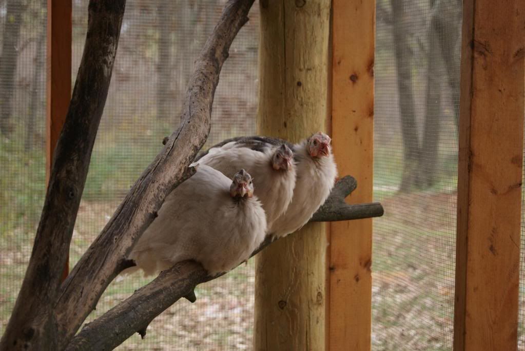 3guineasonalog.jpg
