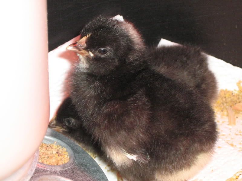 ChickenPen112.jpg