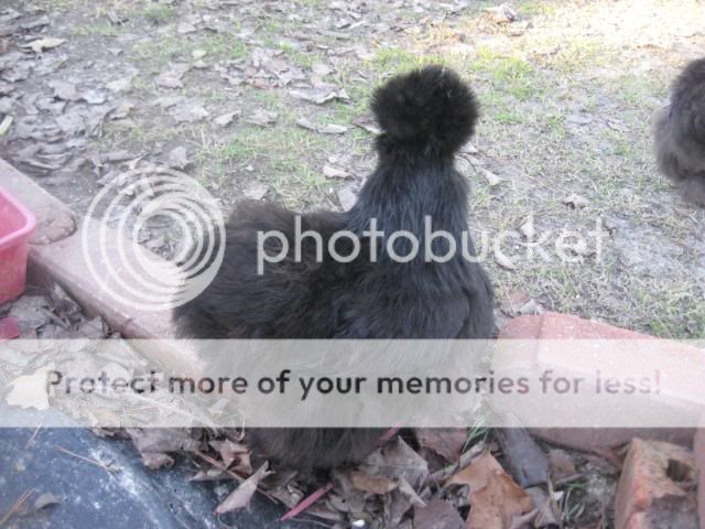 IMG_4206.jpg