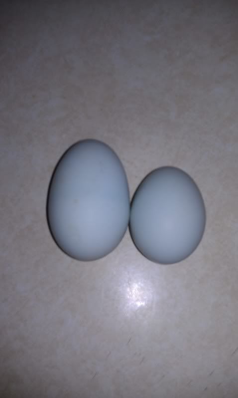 EggThursday.jpg