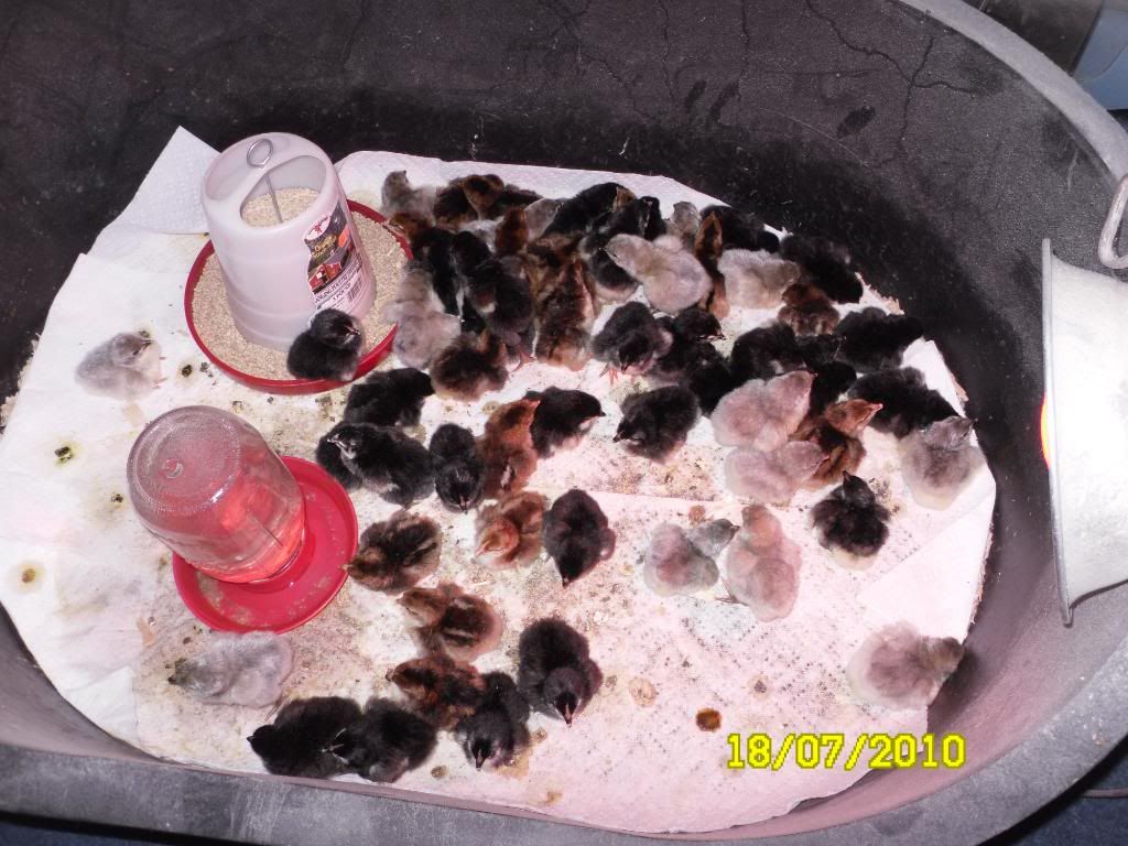 lavblackorpchicks002.jpg
