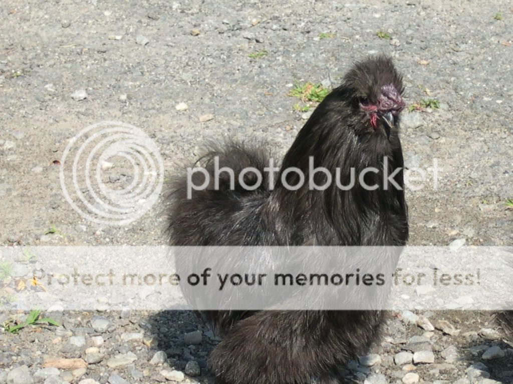chickensandcraigslist091.jpg