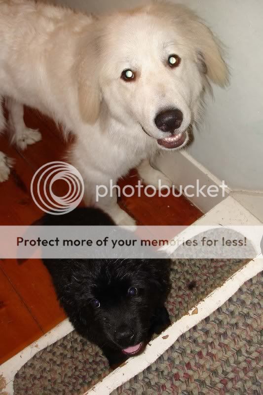 CharlieNewfiepup.jpg
