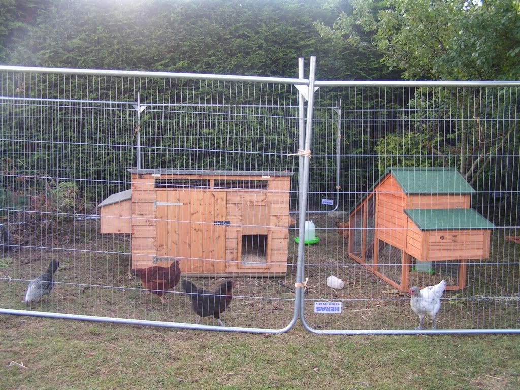 Chickens1.jpg