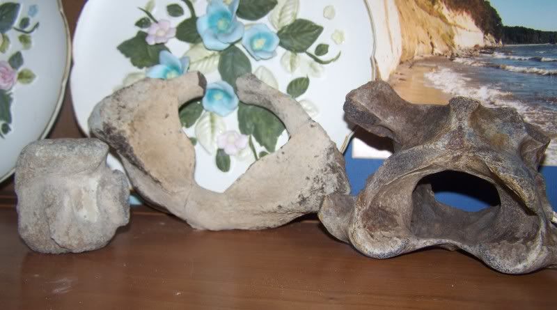 fossils10.jpg