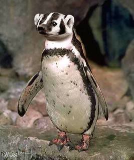 badgerpenquin.jpg