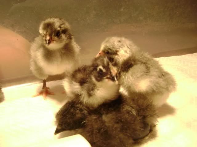 Newbunchobabies.jpg