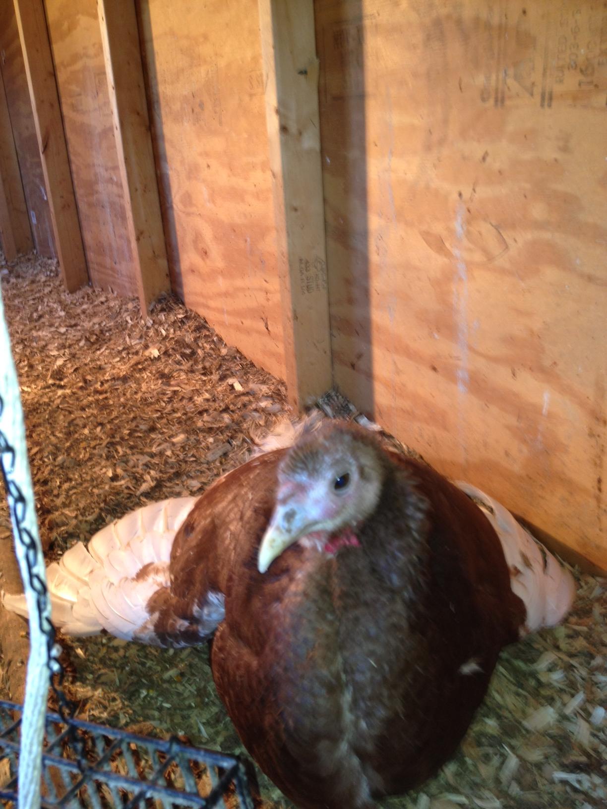 Turkey Illness, Need Help! BackYard Chickens Learn How to Raise
