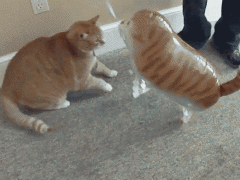tumblr_lqt3tcLN8d1qcnzavo1_500.gif
