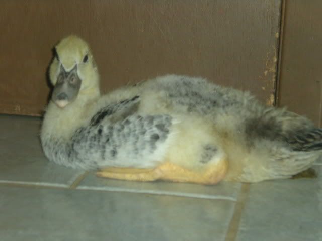 ducklings006.jpg