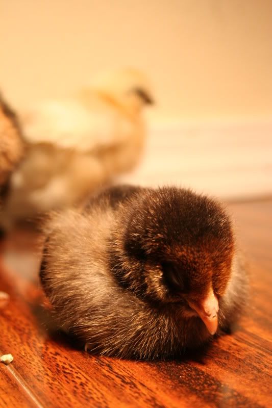 chicks2weeks091.jpg