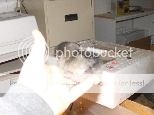 2008_1122Pics0162.jpg