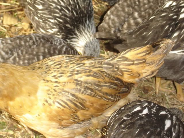 chicks7weeks002.jpg