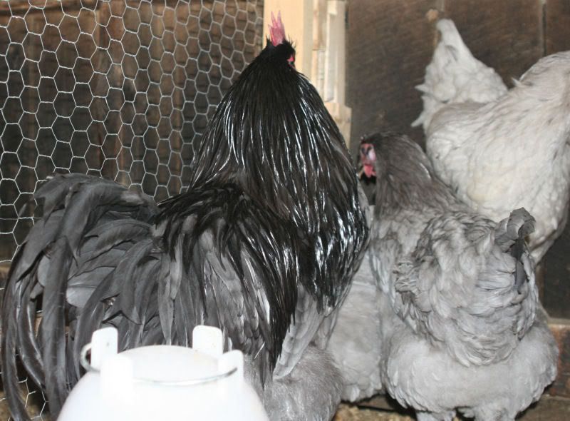 chickenbutt.jpg