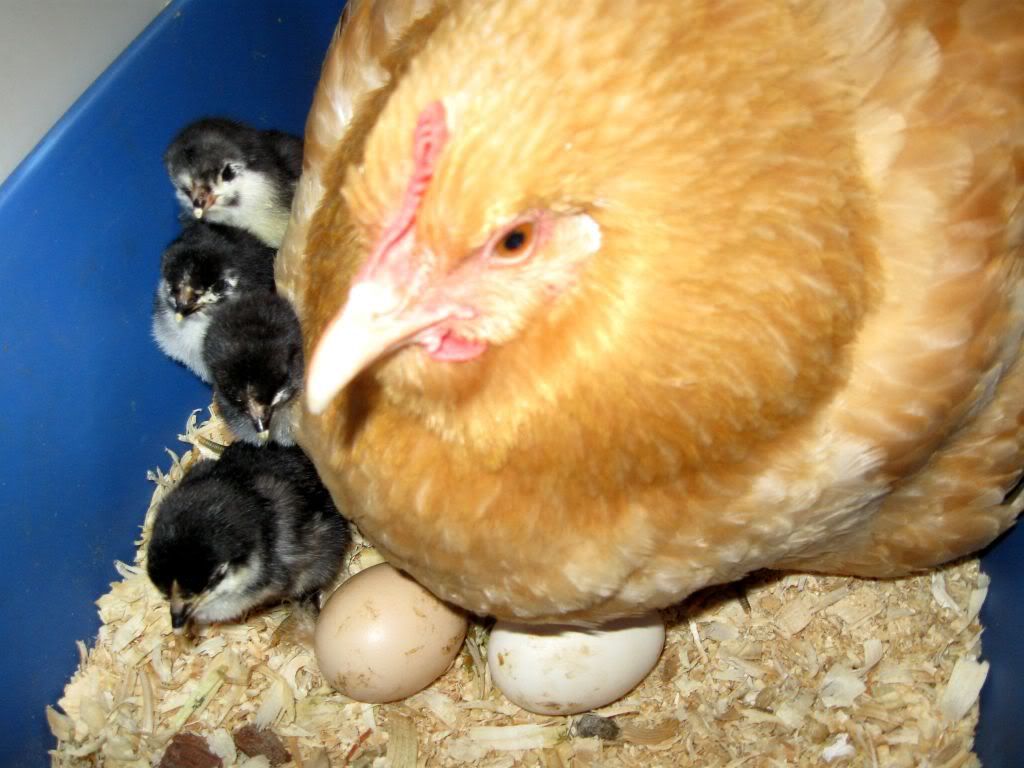 chicks006.jpg