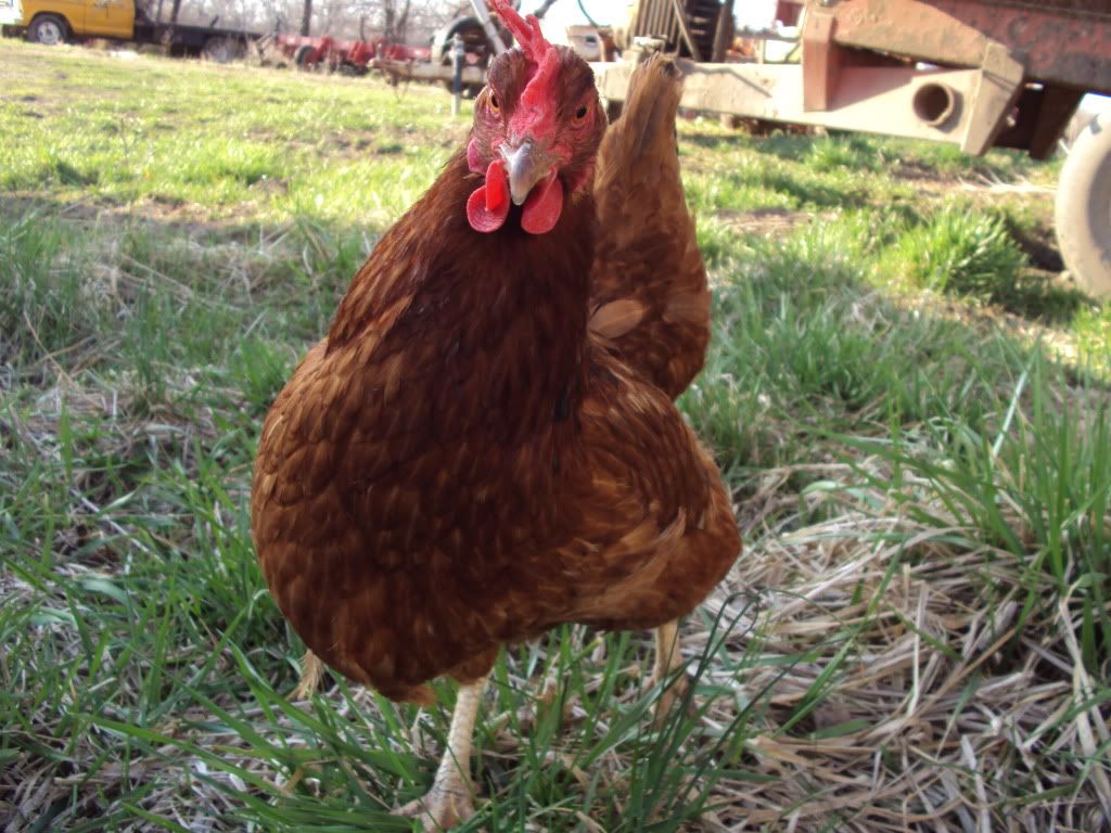 ChickPicks906-2.jpg