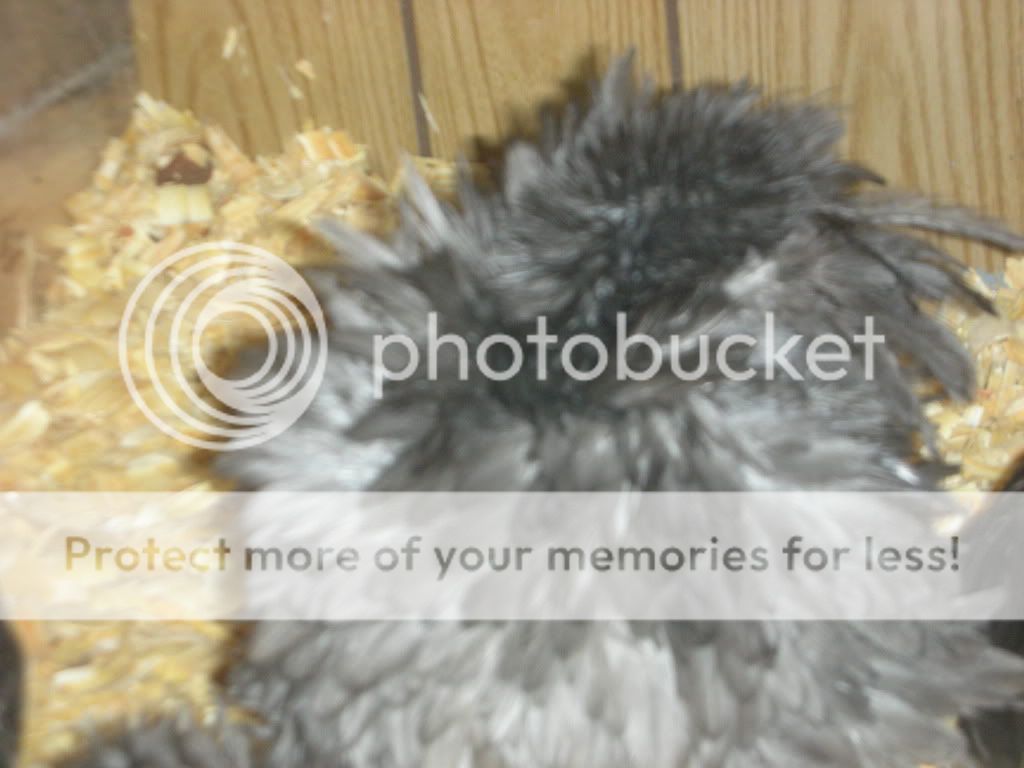 NewChickens011.jpg