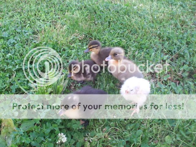 baaabies044.jpg