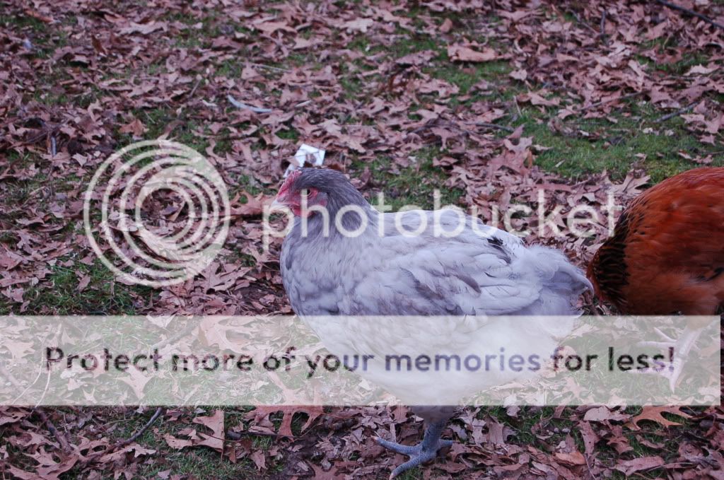 evenmorechicks741.jpg