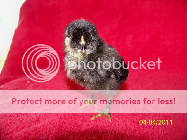 chicks008.jpg