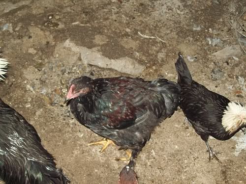 cochins4.jpg
