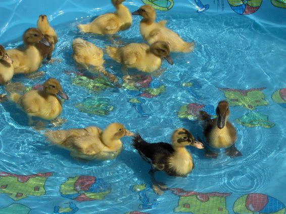 Pool14.jpg